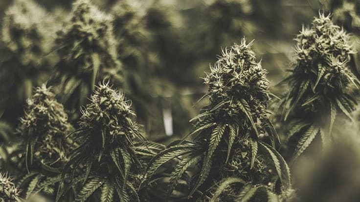 Merida Capital Holdings’ Colin Kelley Details 2022 Cannabis Industry Outlook