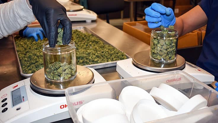 Sanctioned for Samples: Ohio Cannabis CEO Facing Suspension