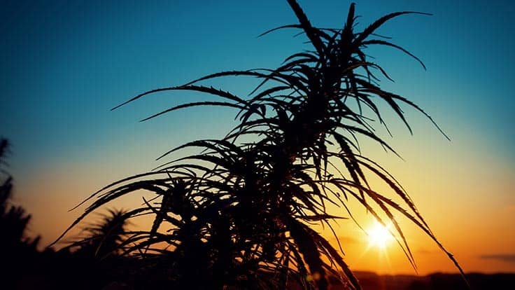 Navigating California Cannabis Market Correction: Q&A With Aster Farms CEO Julia Jacobson