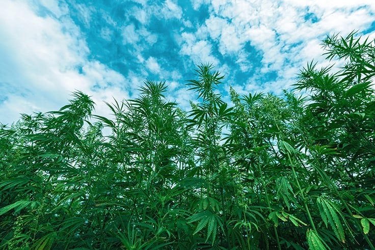 New Federal Bill Aims to Raise THC Limit in Hemp to 1%