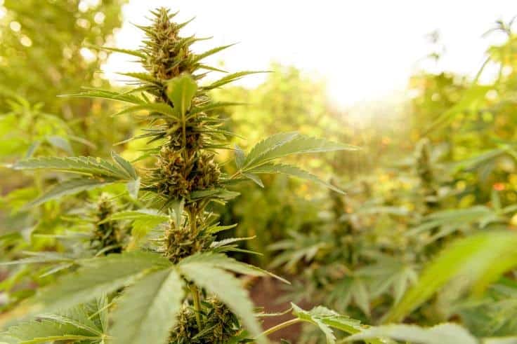 The State of U.S. Cannabis Legalization in 2022
