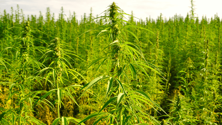 Inside New York’s Legislation to Allow Hemp Farmers to Grow Cannabis for the State’s Adult-Use Market