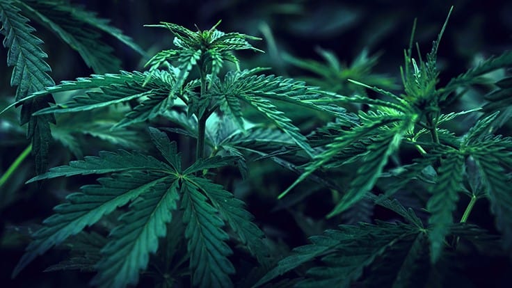 Michigan Legislation Aims to Remove Cannabis as Schedule I Drug