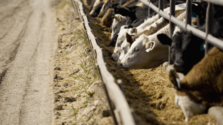 Kansas State University Study Finds Feeding Cattle Hemp May Reduce Stress, Inflammation 