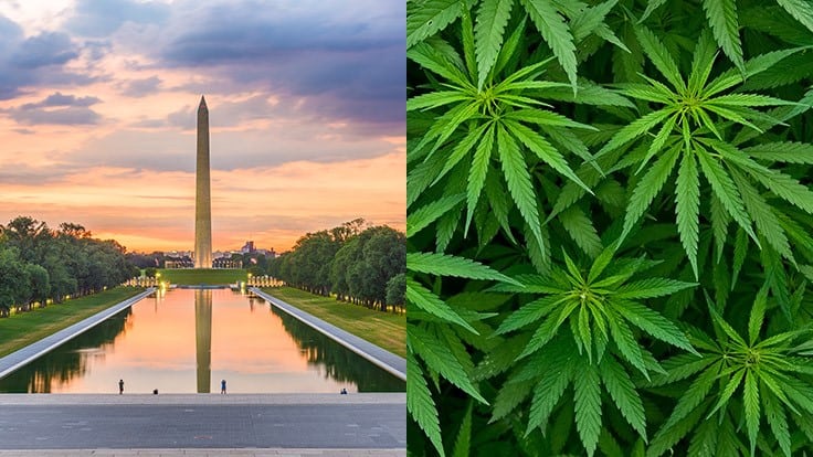 D.C. Council Considers Medical Cannabis Cards for All 21+ Adults