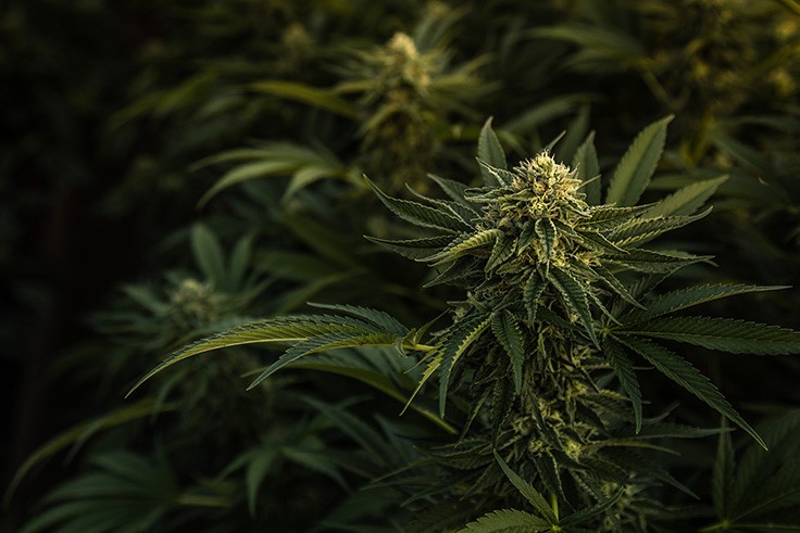 ASTM International’s Cannabis Committee Unveils International Symbol for Intoxicating Cannabinoids