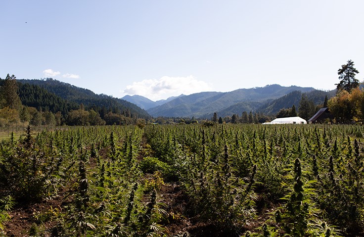 East Fork Cultivars Launches Partner Trial Program to Provide Free Hemp Seeds to Licensed US Farmers