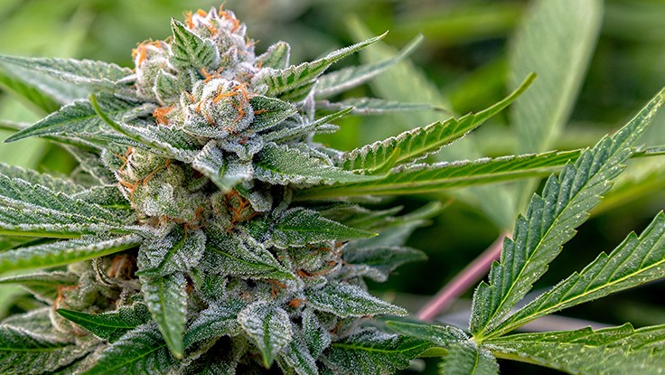 Oregon Regulators Implement Cannabis Licensing Moratorium