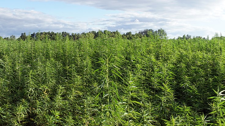 New York Cannabis Regulators Approve 36 New Grow Licenses