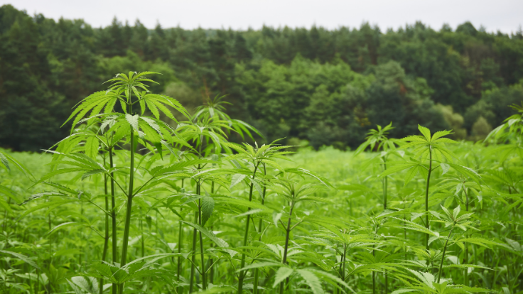 Important Deadlines Nearing for Tennessee Hemp Producers
