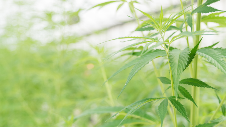 Will Hemp Fiber Eventually Become the Norm for Uses in Tennessee’s Automotive Industry?