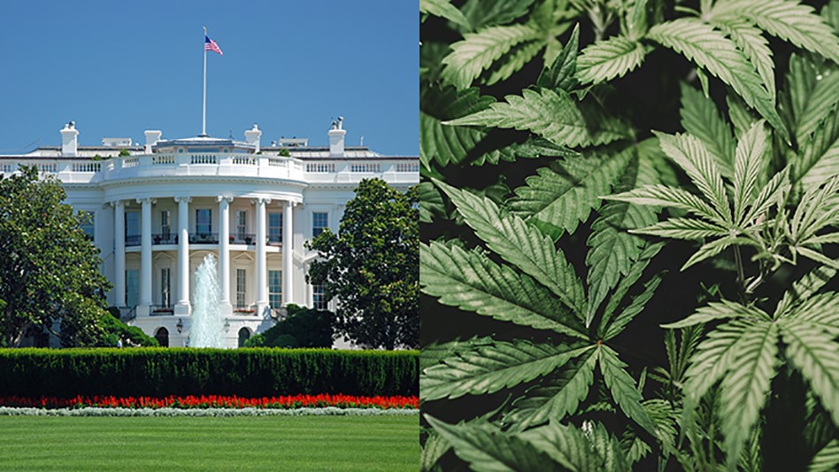 Want to Intern For the White House? Prior Cannabis Use Remains a Deal Breaker