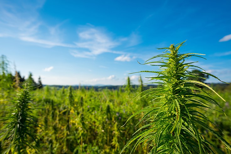 Montana Regulators Limit Tribal Cannabis Cultivation Licenses