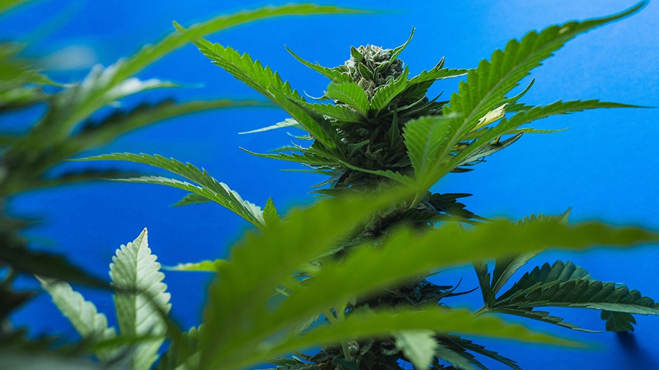 California Eliminates Cannabis Cultivation Tax, Effective Immediately 