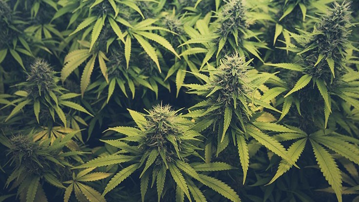 Midyear Cannabis Update: 4 Industry Trends to Watch