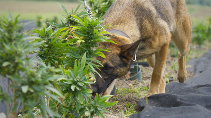 Bio Detection K9 Partners With Purdue University to Train Canines to Detect Diseases in Cannabis and Hemp