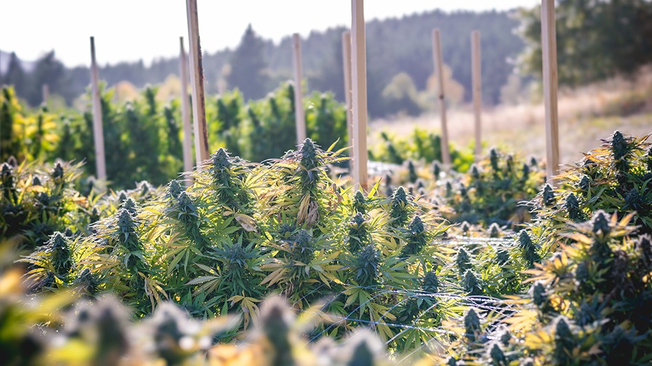 California Department of Fish and Wildlife Awards $1.8M in Grants For Sustainable Cannabis Cultivation