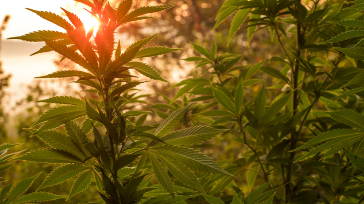 165,000+ Illicit Cannabis Plants Seized in Mendocino County