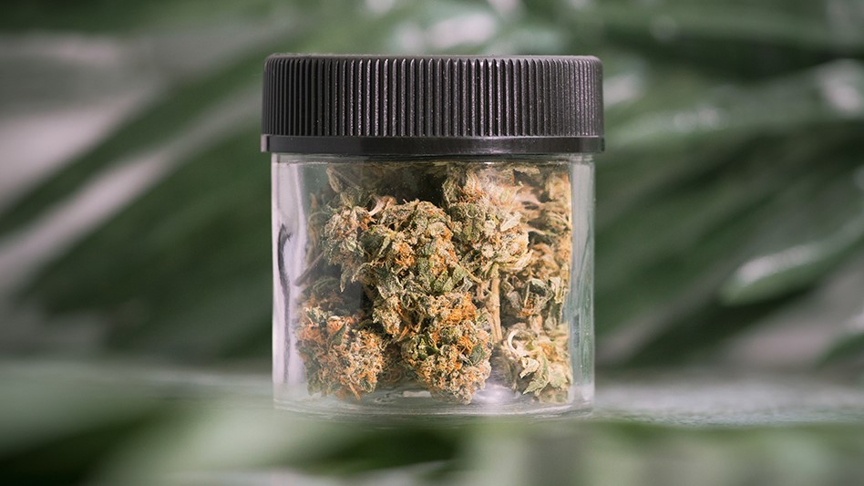 Michigan Cannabis Flower Dives to $122 Per Ounce, An All-Time Low