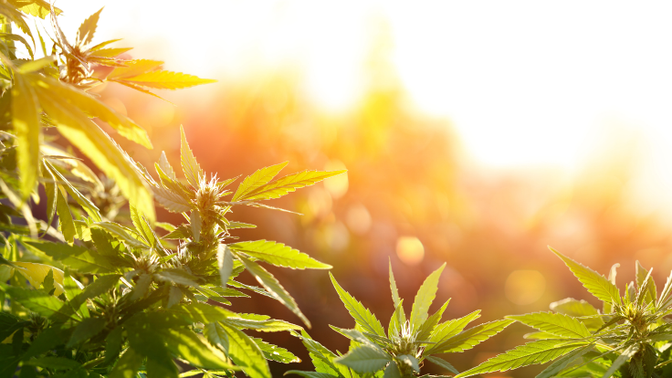Industry Professionals Urge Congress to Regulate CBD and Hemp-Derived Compounds in 2023 Farm Bill