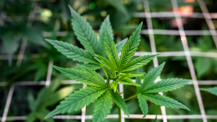 More Than 34,000 Illicit Cannabis Plants Seized from California Hemp Farm