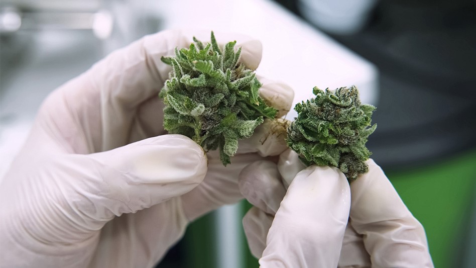 UPDATE: Cannabis Lab Managers Criticize DCC’s Proposed Testing Regulations