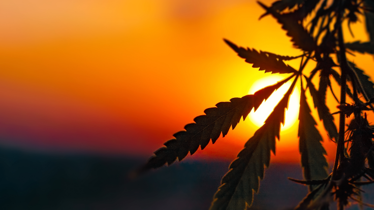 Hemp Industry Organization Calls for Changes to National Cannabis Bill