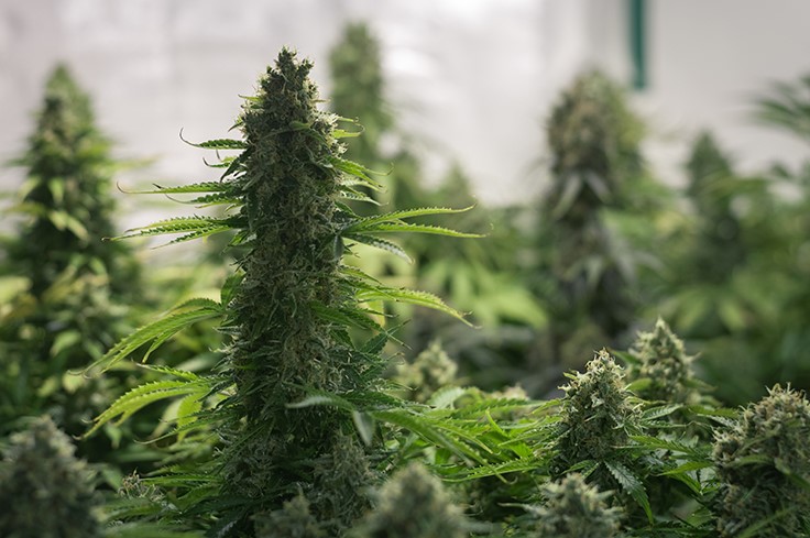 U.S. Virgin Islands Regulators Approve Draft Rules for Medical Cannabis Program