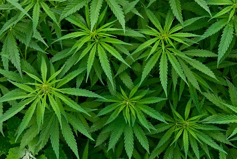 Americans Split on Cannabis Views: Poll
