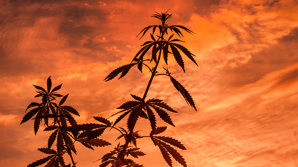 94% of California Cannabis Cultivation at Risk from Wildfires by End of Century