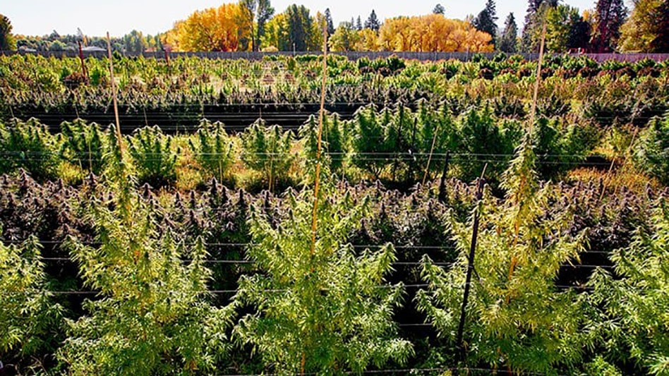 5 Cannabis Harvest Tips for a Successful Outdoor Season