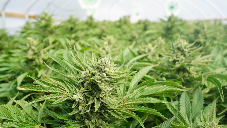 Planet 13 Receives Approval to Expand Cultivation Operations in Nevada 