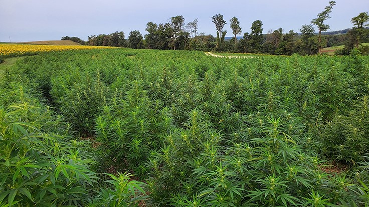 Lessons From a Complete Hemp Harvest