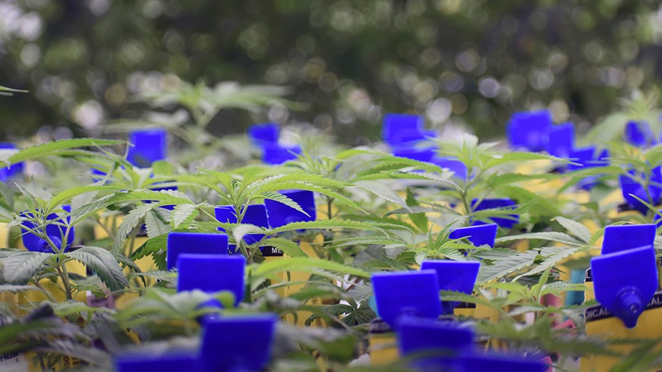Michigan Regulators Suspend Cannabis Licensee, Issue Product Alert