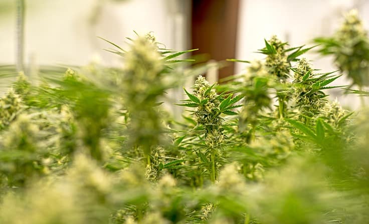 11 Tips for Winning a Marijuana Cultivation License: UPDATED