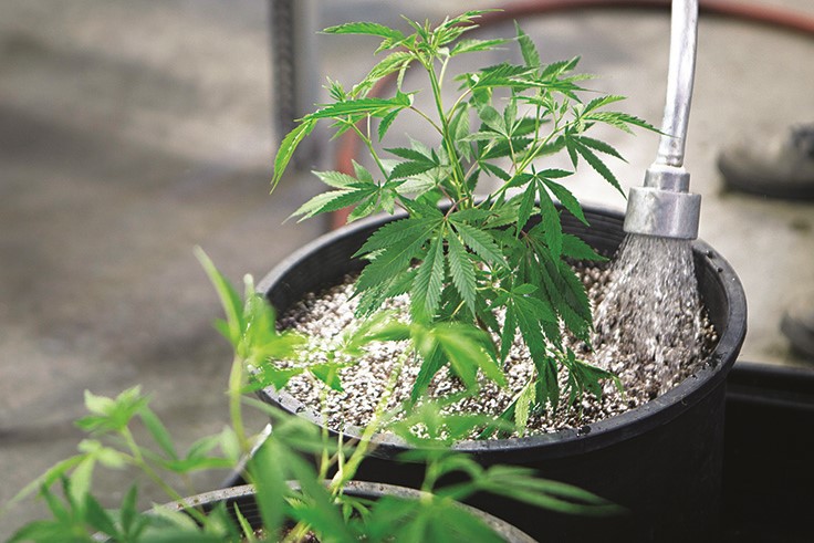 Cannabis Cultivation: Slash Your Water Use by 50 Percent or More