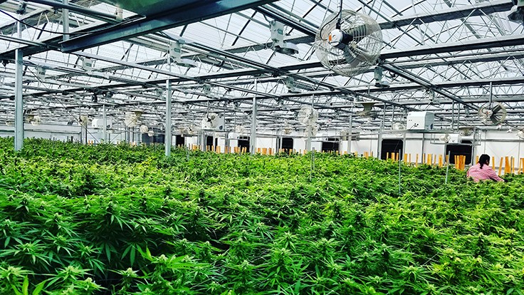 A Beginner’s Guide to Scaling Cannabis Cultivation
