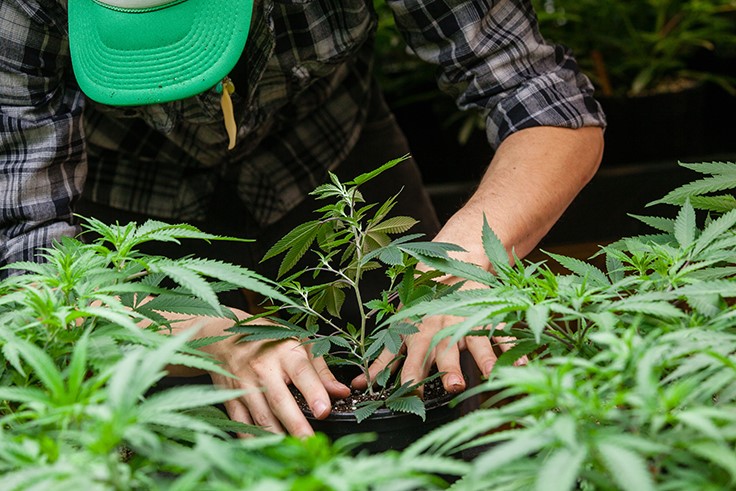 3 Key Factors for Safely Transitioning Cannabis Plants
