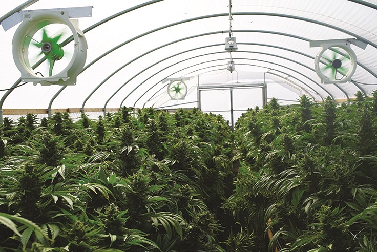10 HVAC Setbacks to Avoid in Your Cannabis Cultivation Facility