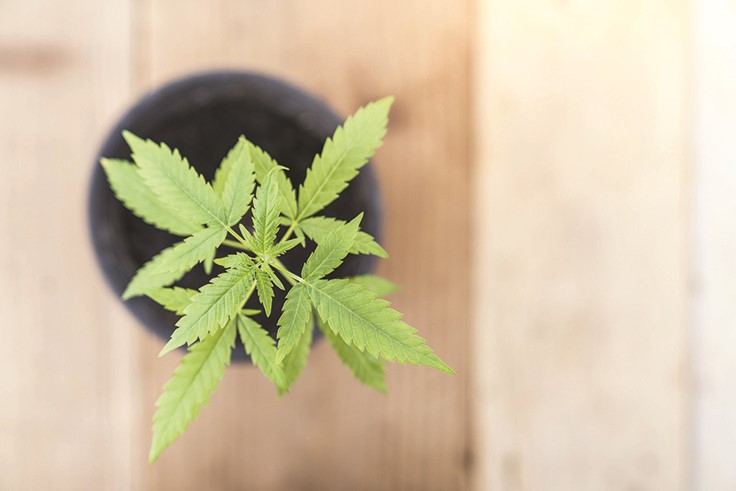 Your Complete Guide to Substrates in Cannabis Cultivation