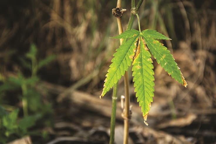 The Case for Cannabis Biodiversity