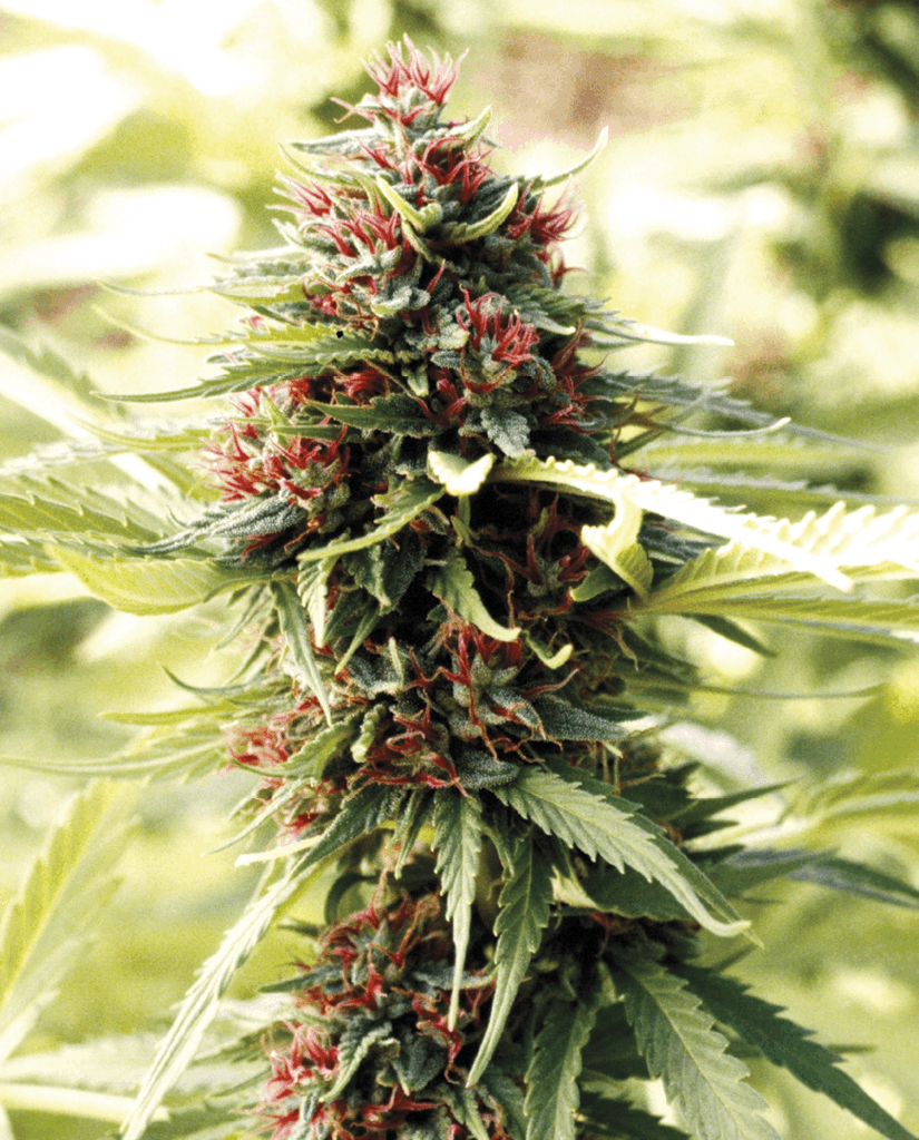 The Nomenclature of Female Flowers - Cannabis Business Times