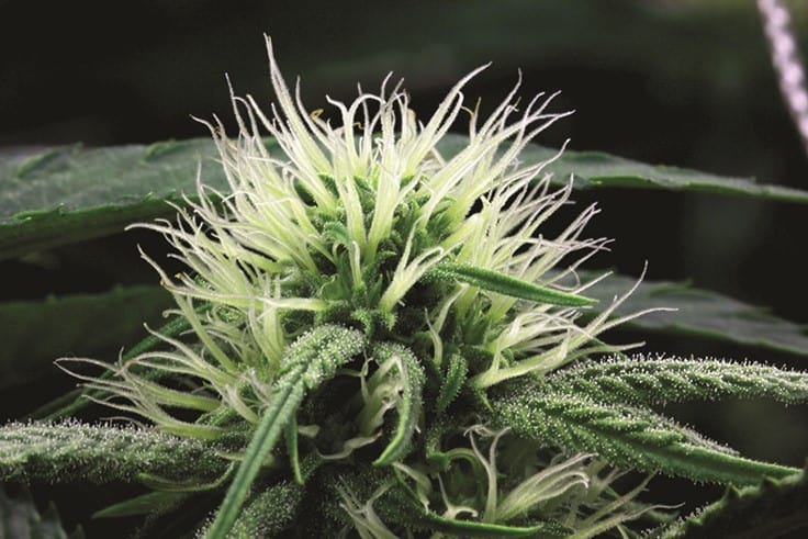 The Nomenclature of Female Cannabis Flowers