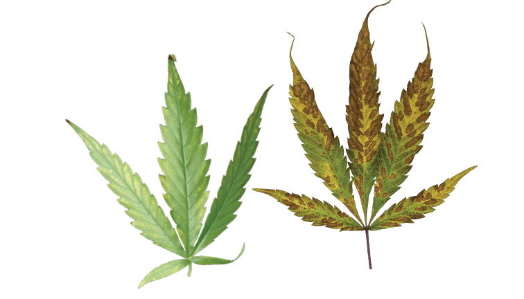 marijuana deficiency chart
