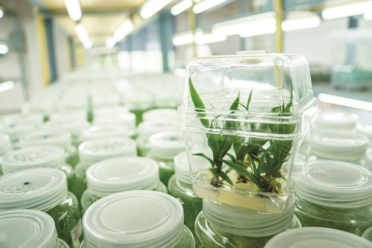 6 Tips to Get In-House Tissue Culture Right