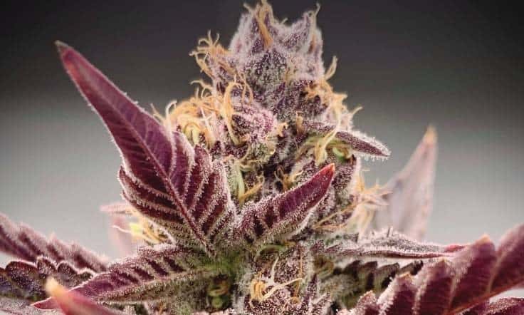 Funky Stems: What Does Fasciation Mean for Your Cannabis Grow?