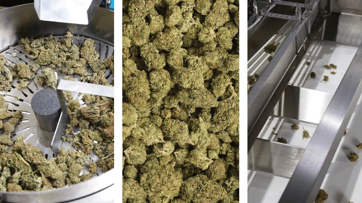 Can Your Cannabis Business Benefit from Post-Harvest Automation?