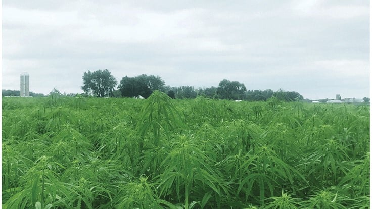 Bolstering Hemp on Native American Lands: Q&A with Marcus Grignon