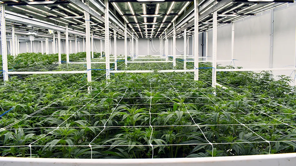 A medical cannabis cultivation facility in Ohio.